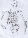 Skeleton in Burial (drawing by Alexandra)