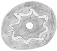 Spindle whorl drawn by Jade age 10