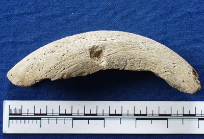 Horn Core